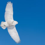 Owl against blue sky